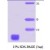 SDS-Page: alpha Synuclein Protein [NBC1-18327] - a-Synuclein, 6.1 kDa (60 aa) , confirmed by MALDI-TOF with a purity of 95% by SDS - PAGE